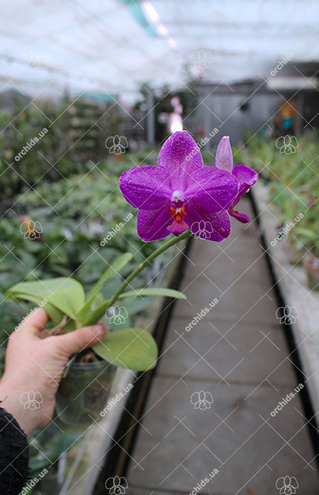 Phalaenopsis Mituo Sun 'Mituo #1' x Ld's Bear King 'RK-1'.jpg