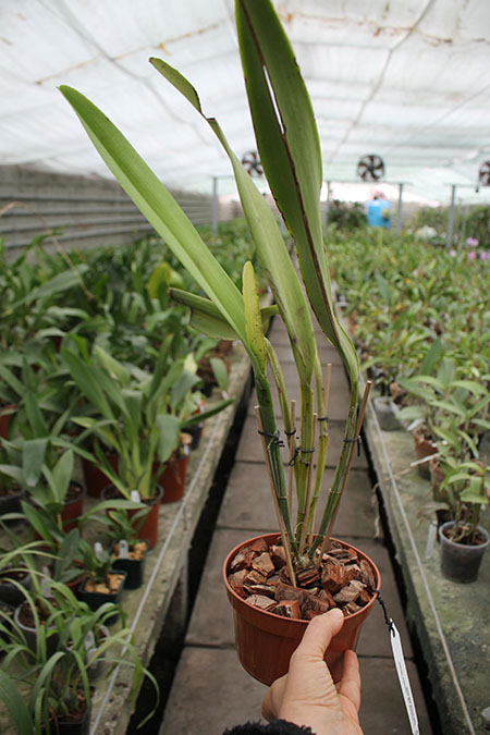 Cattleya maxima coerulea 'Hector'.jpg