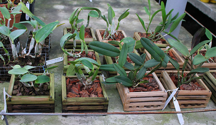 Cattleya species.jpg