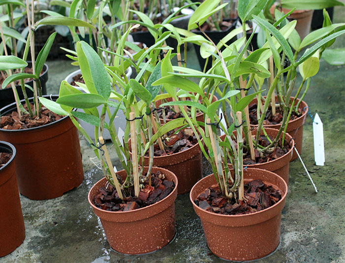 Cattleya intermedia.jpg