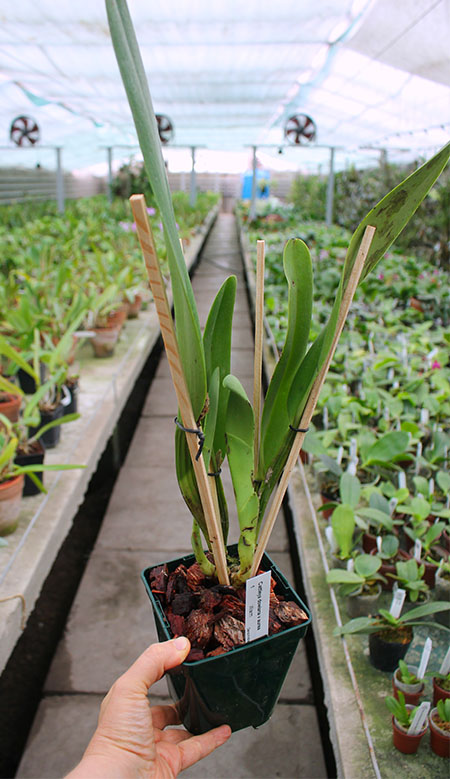 Cattleya dowiana var aurea.jpg