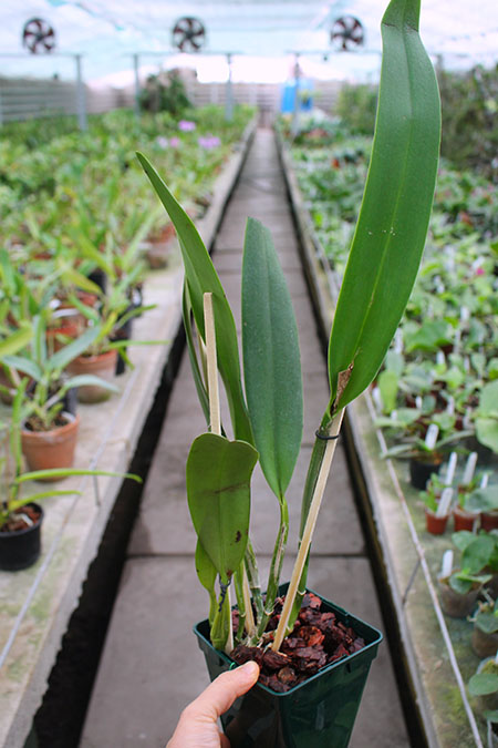 Cattleya The Pearl Semialba (gaskelliana x rex).jpg