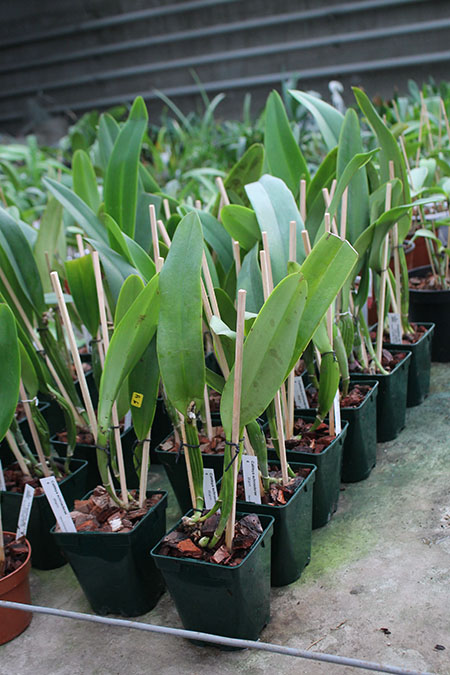 Cattleya schroederae.jpg