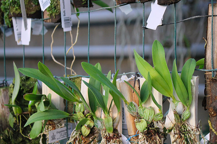 Broughtonia sanguinea aurea splash.jpg