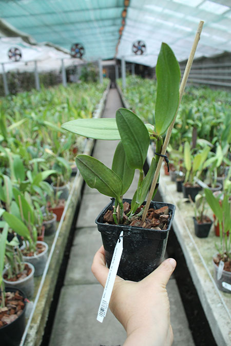 Brassolaeliocattleya Chunyeah x Brassavola digbyana.jpg