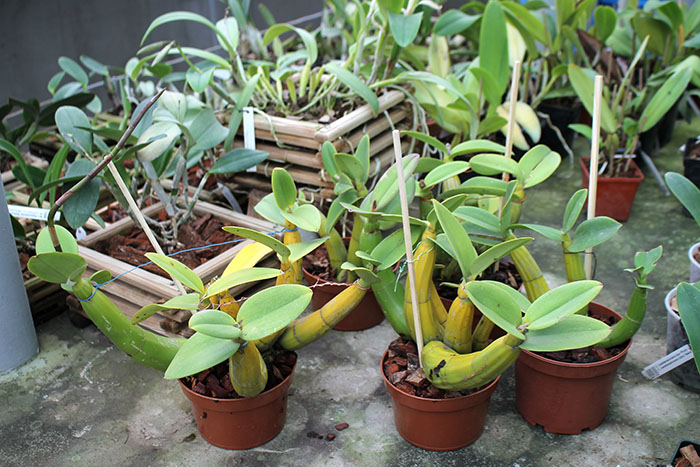 Myrmecophila tibicinis.jpg