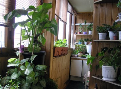 в ящиках рассада буйствует