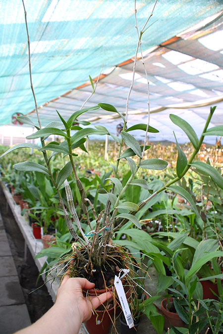 Dendrobium crumenatum.jpg