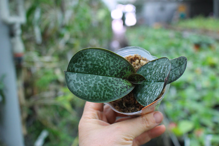 Phalaenopsis stuartiana 'Sogo'.jpg