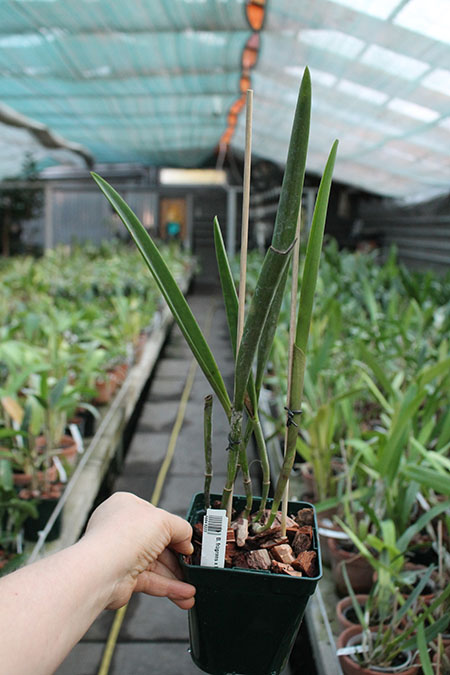 Brassavola fragrans x Laelia anceps.jpg