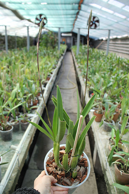 Laelia gouldiana.jpg