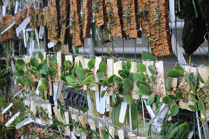 Meiracyllium trinasutum.jpg