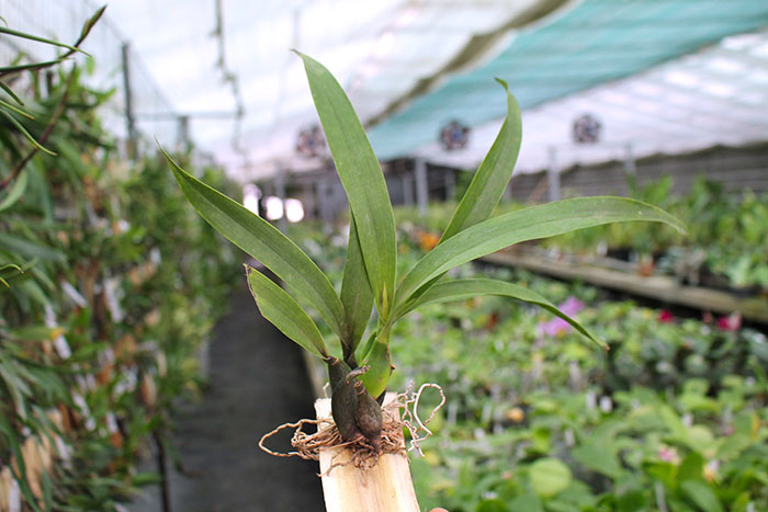 Prosthechea vitellina.jpg