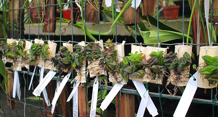 Epidendrum schlechterianum.jpg