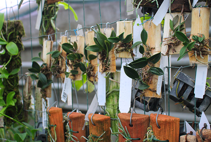 Alamania punicea.jpg