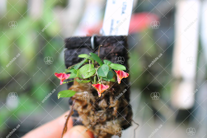 Lepanthes telipogoniflora.jpg