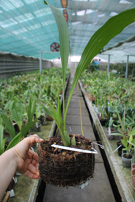 Lycomormium fiskei.jpg