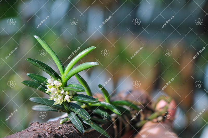 Omoea philippinensis.jpg