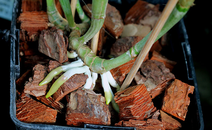 Стимулятор корнеобразования для орхидей.jpg