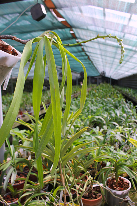 Aerides lawrenciae.jpg