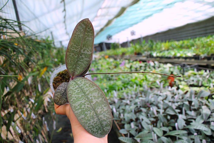 Phalaenopsis schilleriana silver leaves.jpg