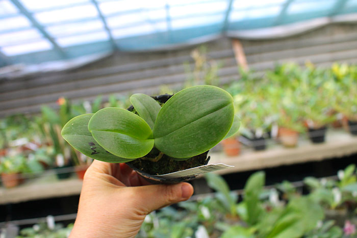 Phalaenopsis Mituo Golden Jewel 'Point'.jpg