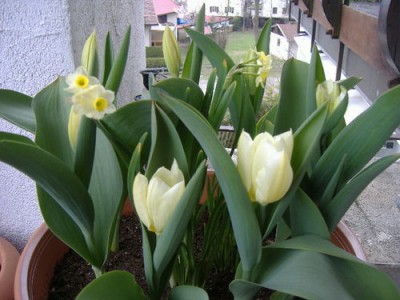 tulpe455.jpg