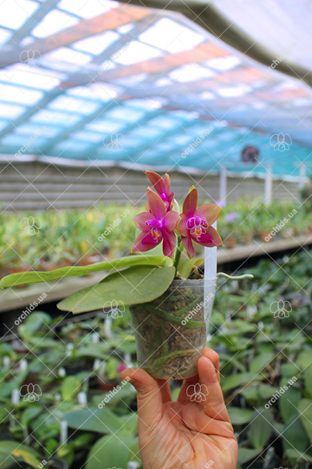 Phalaenopsis Mituo Prince 'Y' x Mituo King Bellina 'R'.jpg
