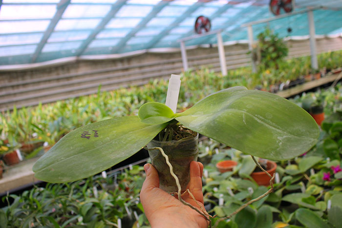 Phalaenopsis Mituo King 'April Blood'.jpg