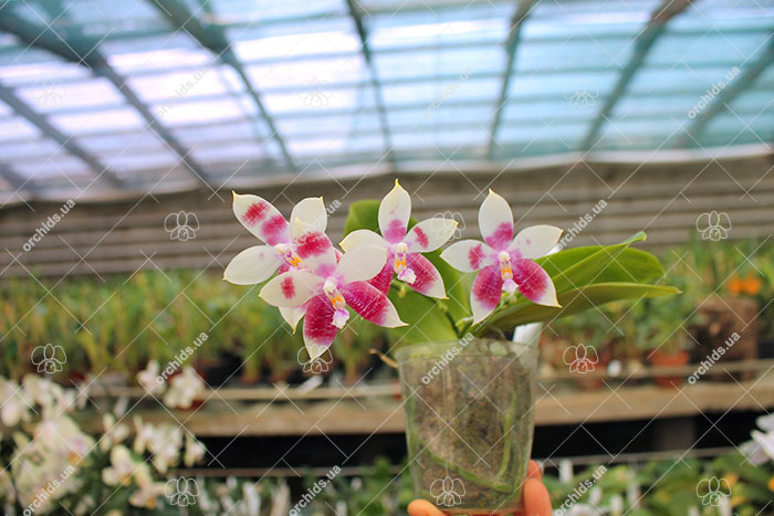 Phalaenopsis speciosa x Mituo Prince 'Bb'.jpg