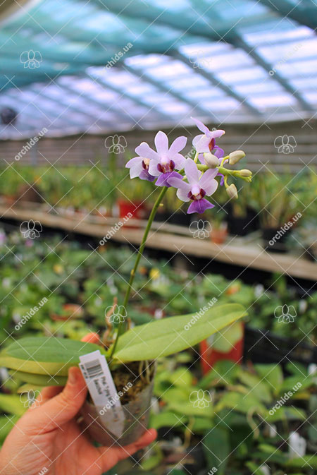 Phalaenopsis Tying Shin Blue Jay x Bacchus.jpg