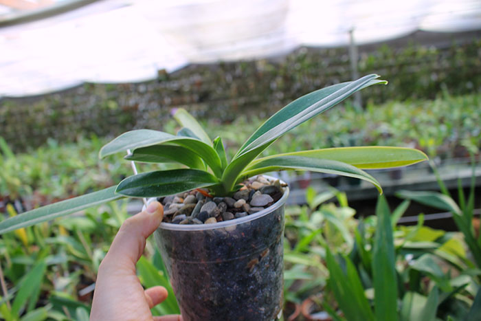 Paphiopedilum In-Charm Gold.jpg