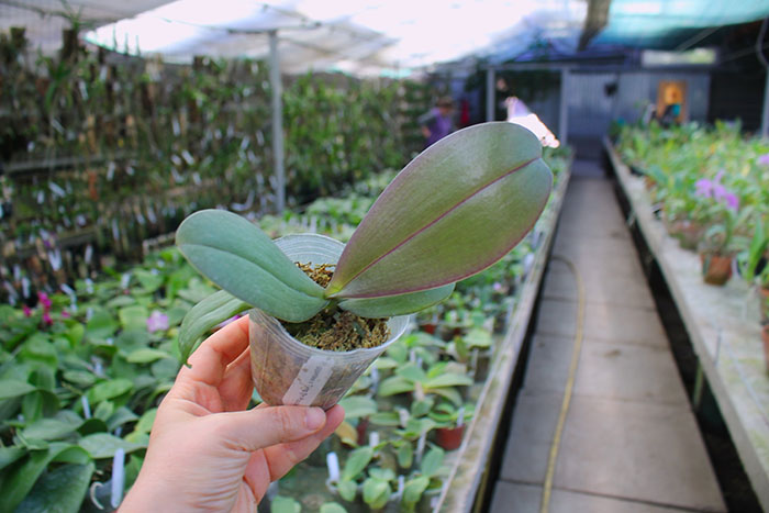 Phalaenopsis gigantea x Tying Sin Popularity.jpg