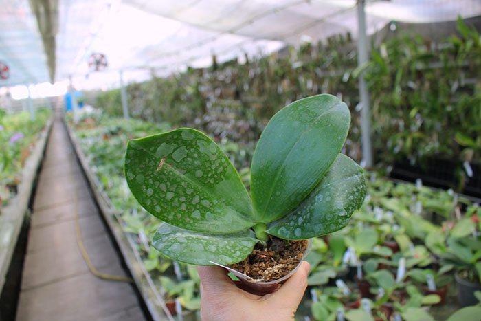 Phalaenopsis KS Super Zebra.jpg