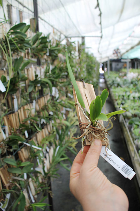 Rhyncholaeliocattleya Chief Buterfly.jpg