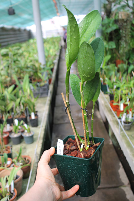 Rhyncholaeliocattleya Waianae Leopard 'Ching Hua'.jpg