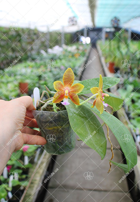 Phalaenopsis Nobby's Green Eagle x mannii black.jpg