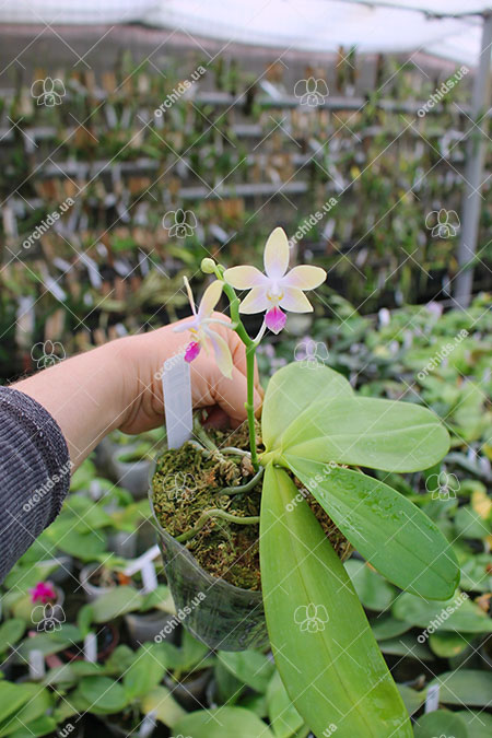 Phalaenopsis Lyndon Equator Jewel (Buena Jewel x equestris alba).jpg
