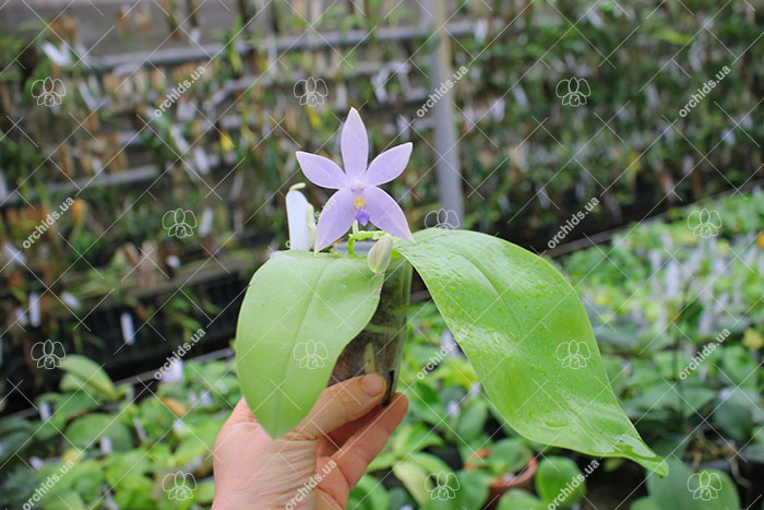 Phalaenopsis (tetraspis 'Su's Bluish' x violacea coerulea).jpg