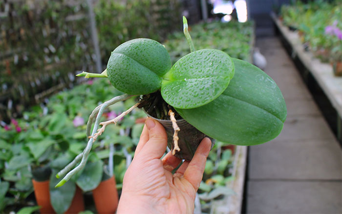 Phalaenopsis Yaphon Sir x Mituo Sun.jpg