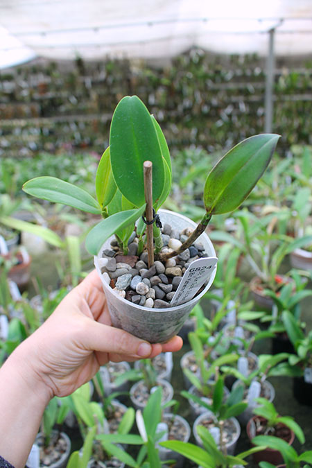 Brassolaeliocattleya Sun Spots 'SVO Best' x Sophrolaeliocattleya Katherine Clarkson 'SVO'.jpg