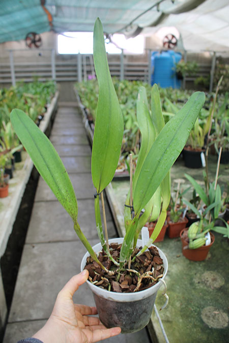 Laelia tenebrosa 'Fumacina Fujita' x Laelia tenebrosa extra XXX.jpg