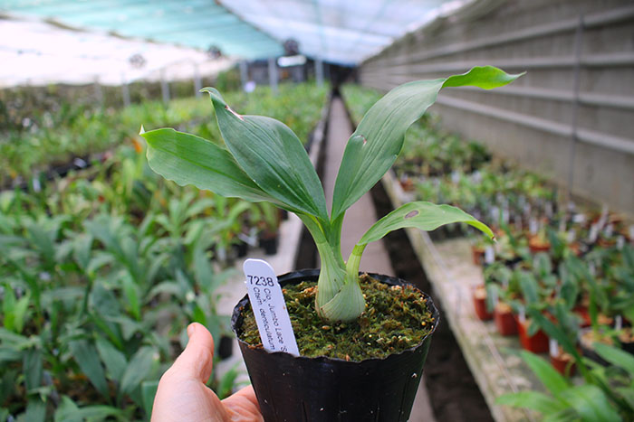 Clowesia Jumbo Lace 'SVO' x Catasetum denticulatum 'Orange Lip'.jpg