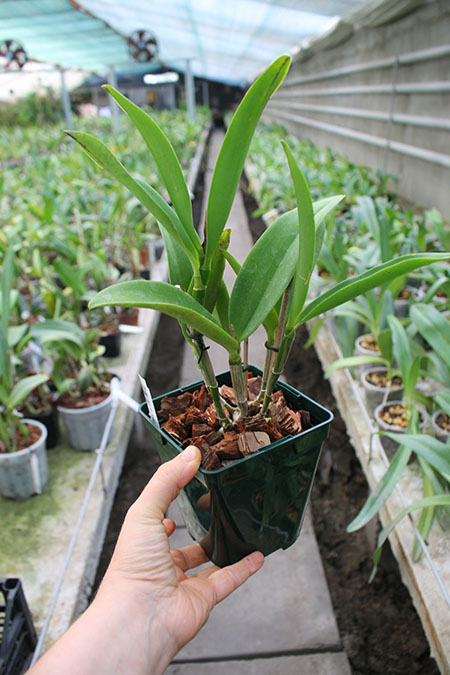 Cattleya Tian Mu 'Sesame'.jpg