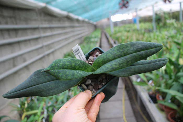 Paphiopedilum Joyce Hasegawa (delenatii x emersonii).jpg