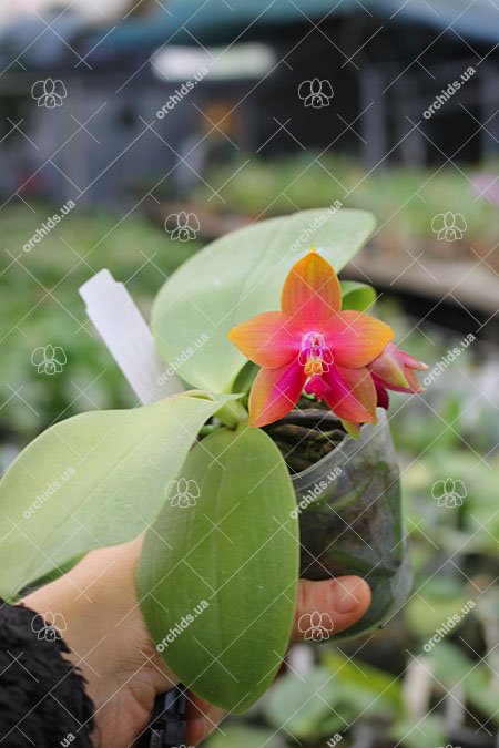 Phalaenopsis (Yin's Bellina Kaiulani x Ld's Bear Queen ) x Dragon Tree Eagle 'Red Eagle'.jpg