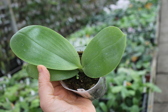 Phalaenopsis LD Bear Queen 'Change Face’.jpg