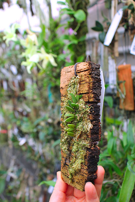 Pleurothallis sarracenia.jpg