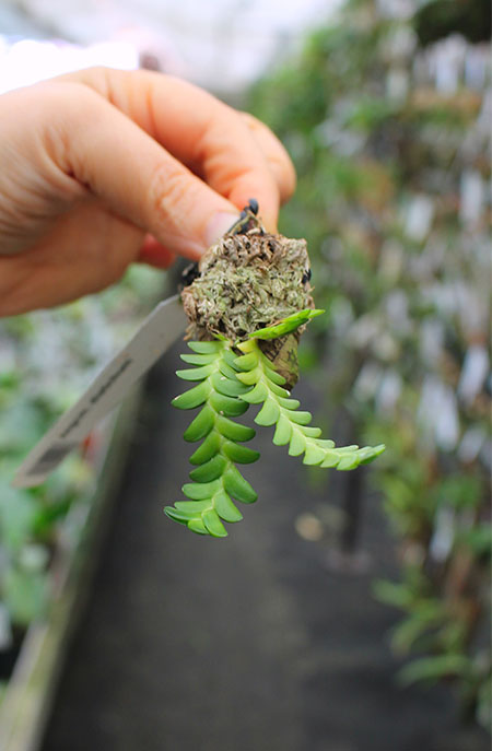 Angraecum distichum.jpg