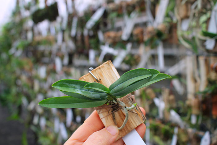 Tuberolabium kotoense.jpg